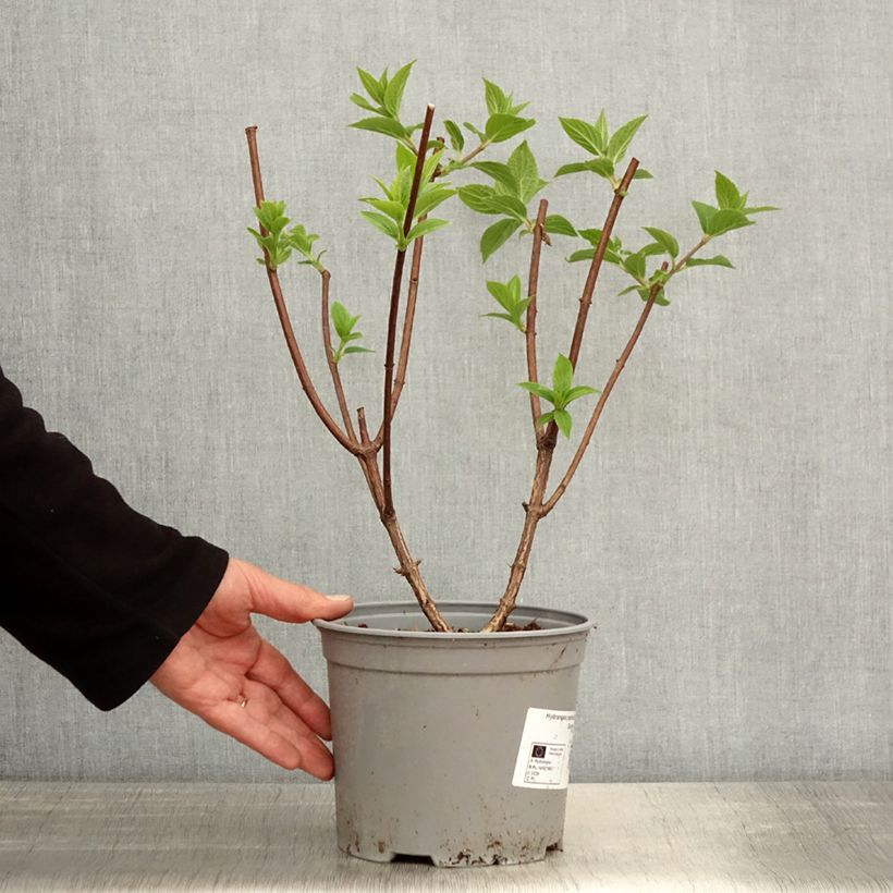 Exemplaar van Hydrangea paniculata Dentelle De Gorron Rencri - Pluimhortensia Pot van 3 l/4 l zoals geleverd in de lente