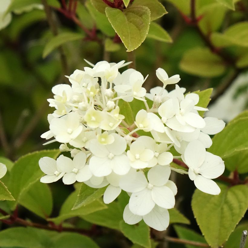 Hydrangea paniculata Dharuma - Dwergpluimhortensia (Bloei)