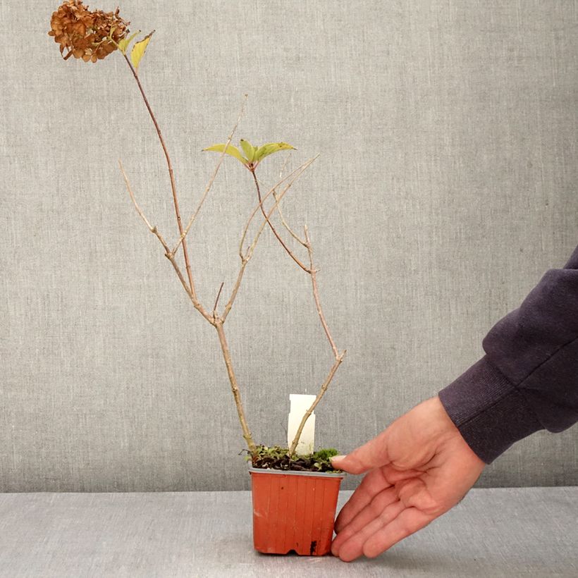 Exemplaar van Hydrangea paniculata Dharuma - Dwergpluimhortensia Kweekpotje van 8/9 cm zoals geleverd in de herfst