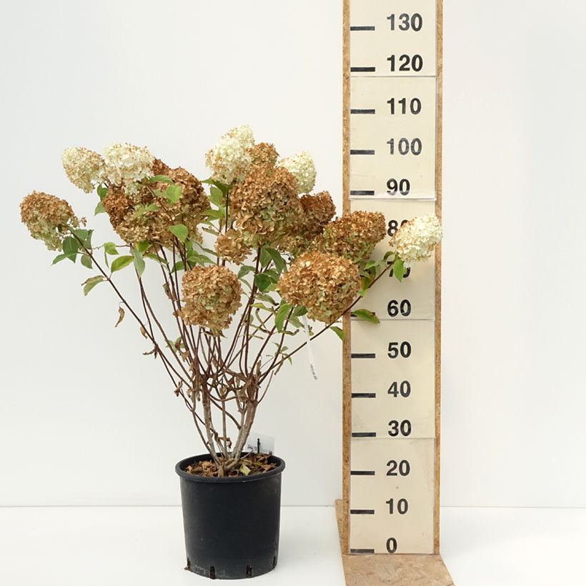 Exemplaar van Hydrangea paniculata Diamantino - Pluimhortensia Pot van 12 l/15 l zoals geleverd in de zomer