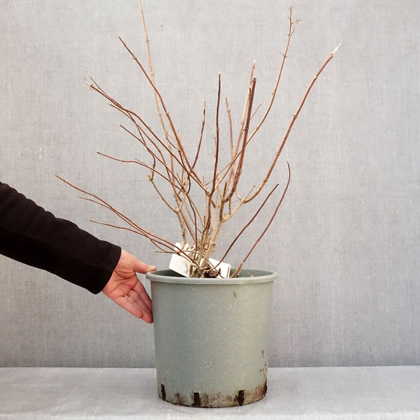 Exemplaar van Hydrangea paniculata Diamantino - Pluimhortensia Pot van 12 l/15 l zoals geleverd in de winter