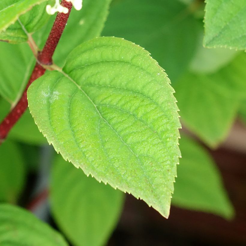 Hydrangea paniculata Fire Light - Pluimhortensia (Blad)