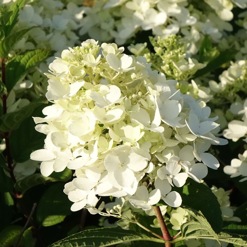 Hydrangea paniculata Fire Light - Pluimhortensia (Bloei)