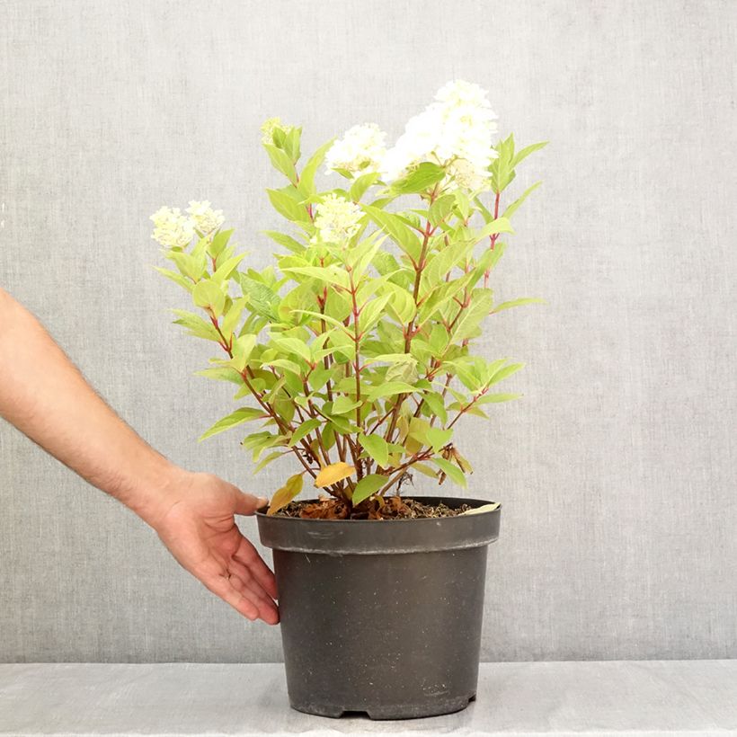 Exemplaar van Hydrangea paniculata Fraise Melba - Pluimhortensia Pot van 7,5 l/10 l zoals geleverd in de zomer