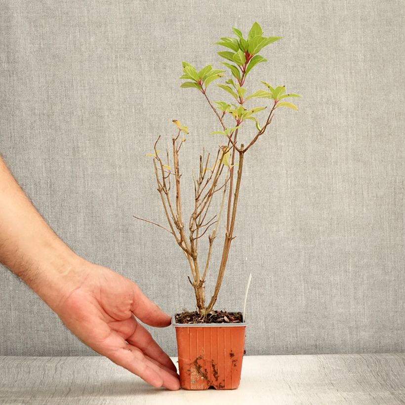 Exemplaar van Hydrangea paniculata Graffiti - Pluimhortensia Kweekpotje van 8/9 cm zoals geleverd in de zomer