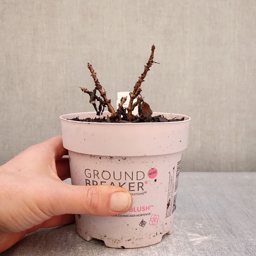 Exemplaar van Hydrangea paniculata Groundbreaker Blush - Dwergpluimhortensia Pot van 1 l/1,5 l zoals geleverd in de winter