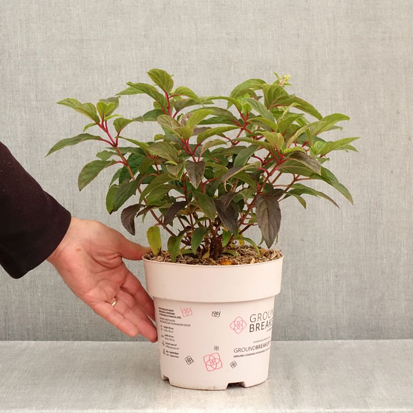 Exemplaar van Hydrangea paniculata Groundbreaker Blush - Dwergpluimhortensia Pot van 3 l/4 l zoals geleverd in de herfst