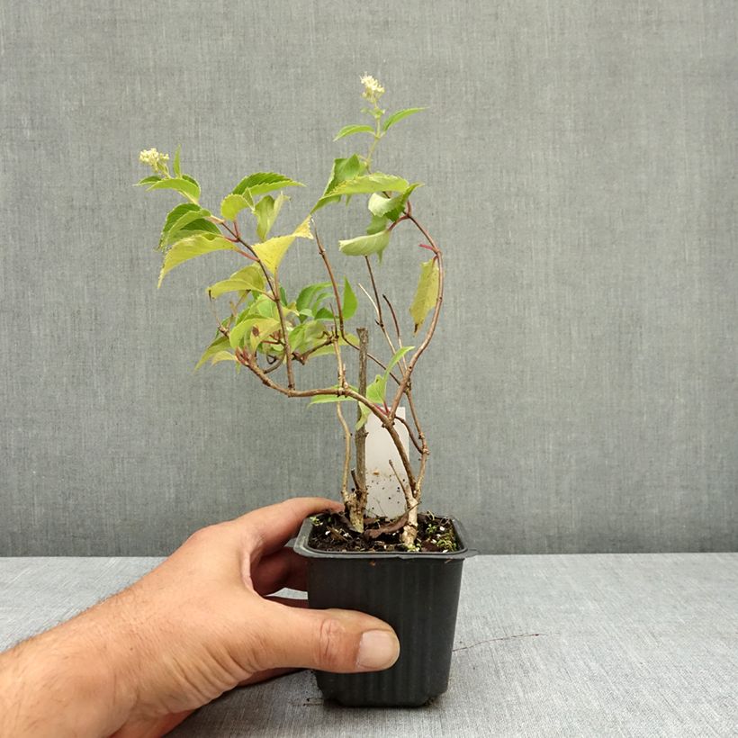 Exemplaar van Hydrangea paniculata Levana - Pluimhortensia Kweekpotje van 8/9 cm zoals geleverd in de zomer