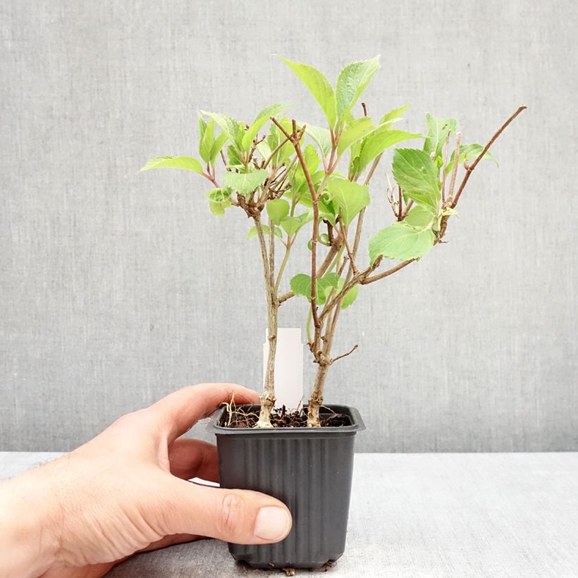 Exemplaar van Hydrangea paniculata Levana - Pluimhortensia Kweekpotje van 8/9 cm zoals geleverd in de lente