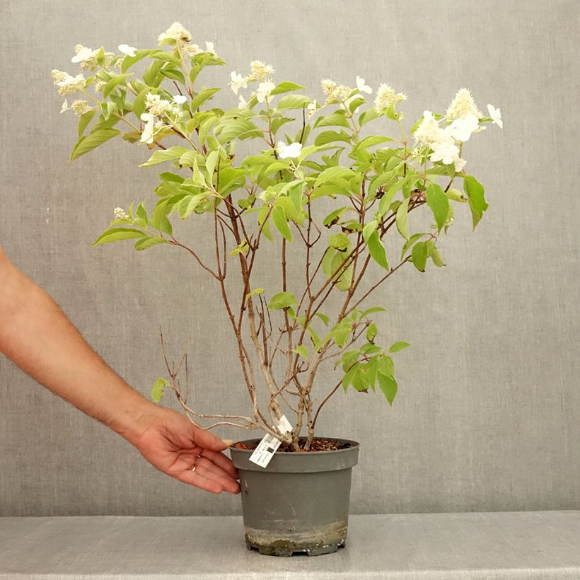 Exemplaar van Hydrangea paniculata Levana - Pluimhortensia Pot van 3 l/4 l zoals geleverd in de zomer