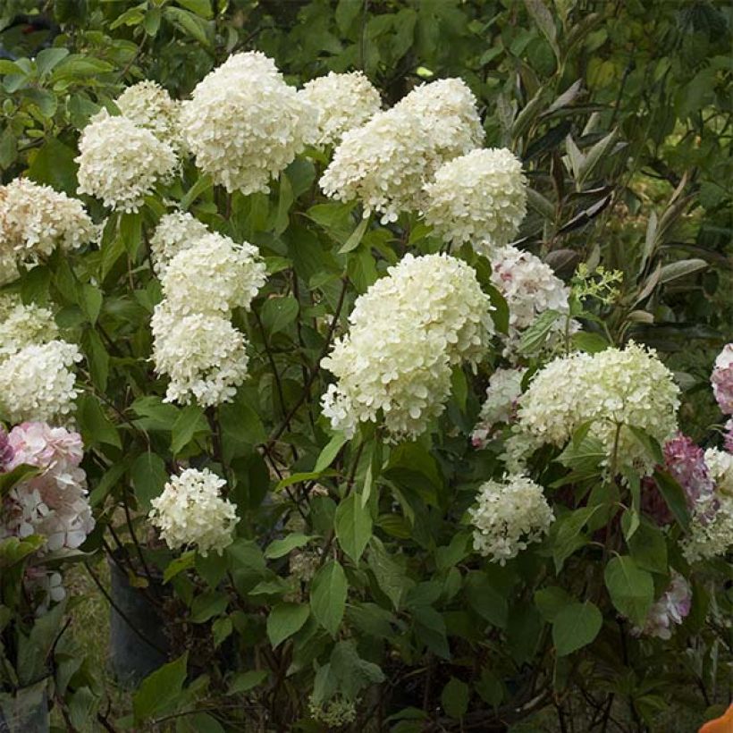 Hydrangea paniculata Limelight - Pluimhortensia (Flowering)