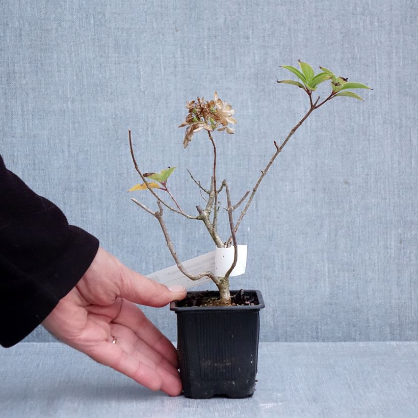 Exemplaar van Hydrangea paniculata Limelight - Pluimhortensia Kweekpotje van 8/9 cm zoals geleverd in de herfst