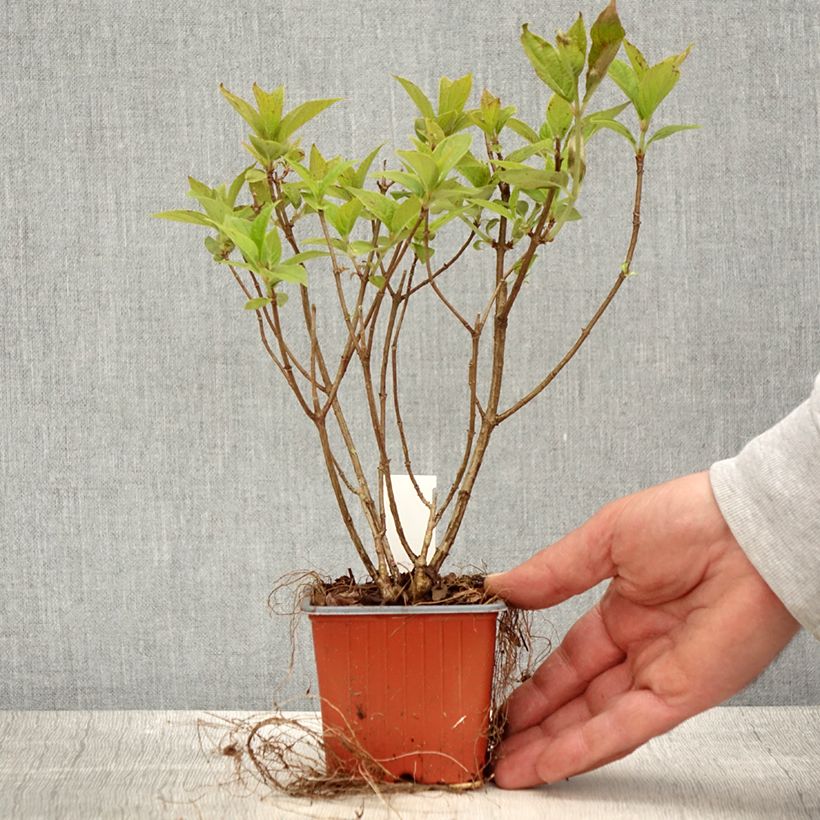 Example of Hydrangea paniculata Limelight - Pluimhortensia Kweekpotje van 8/9 cm as you get in printemps