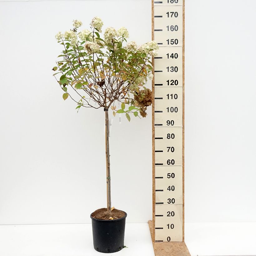 Exemplaar van Hydrangea paniculata Limelight - Pluimhortensia Pot van 12 l/15 l zoals geleverd in de herfst