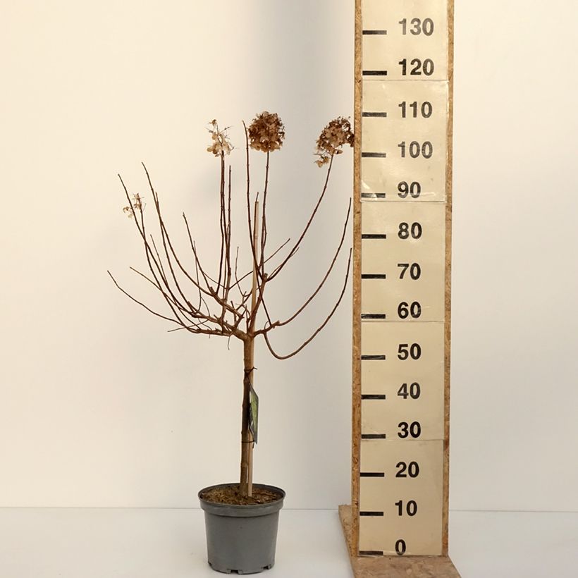 Exemplaar van Hydrangea paniculata Limelight - Hortensia paniculé Pot de 3L/4L, Tige, Tige de 40 cm zoals geleverd in de winter