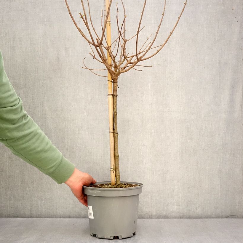 Example of Hydrangea paniculata Limelight - Pluimhortensia Pot van 3 l/4 l, Stengel as you get in printemps