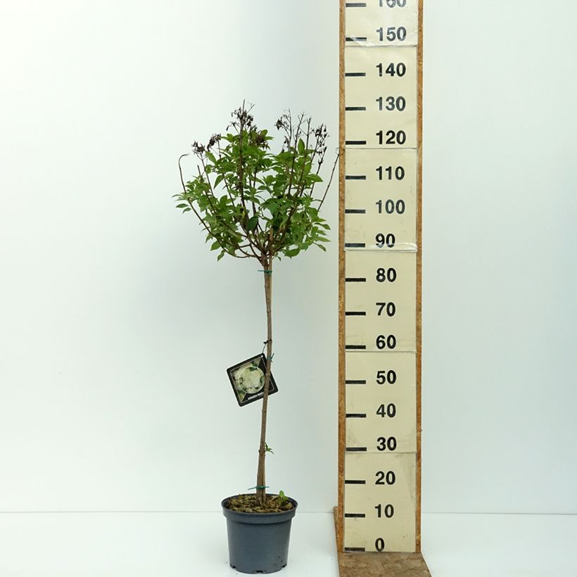 Exemplaar van Hydrangea paniculata Limelight - Pluimhortensia Pot van 3 l/4 l, Stengel zoals geleverd in de zomer
