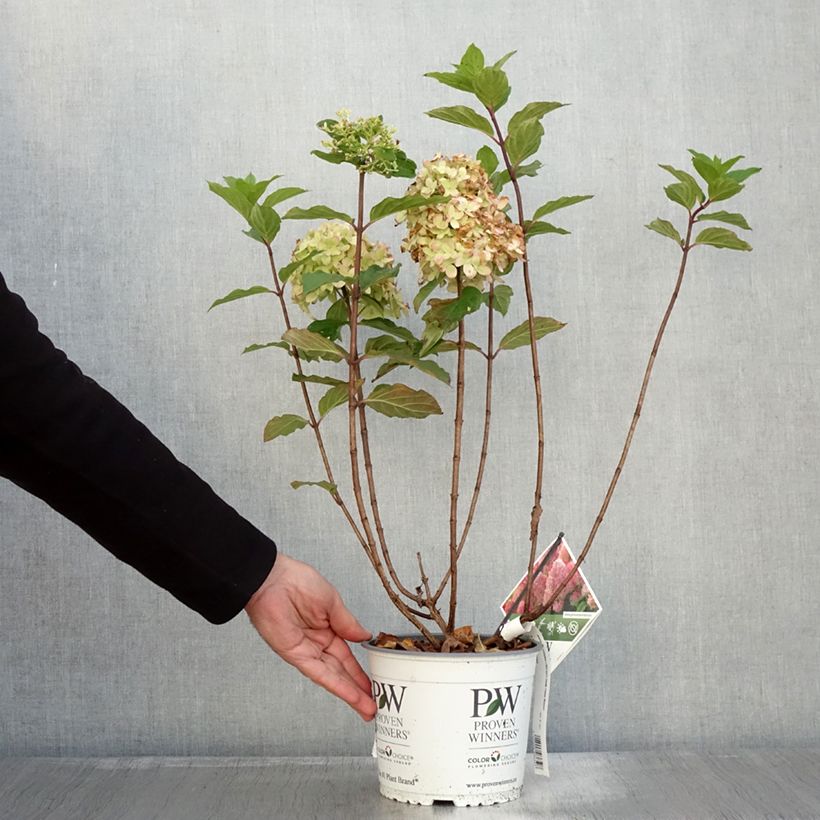Exemplaar van Hydrangea paniculata Limelight Prime- Hortensia paniculé Pot de 3L/4L zoals geleverd in de herfst