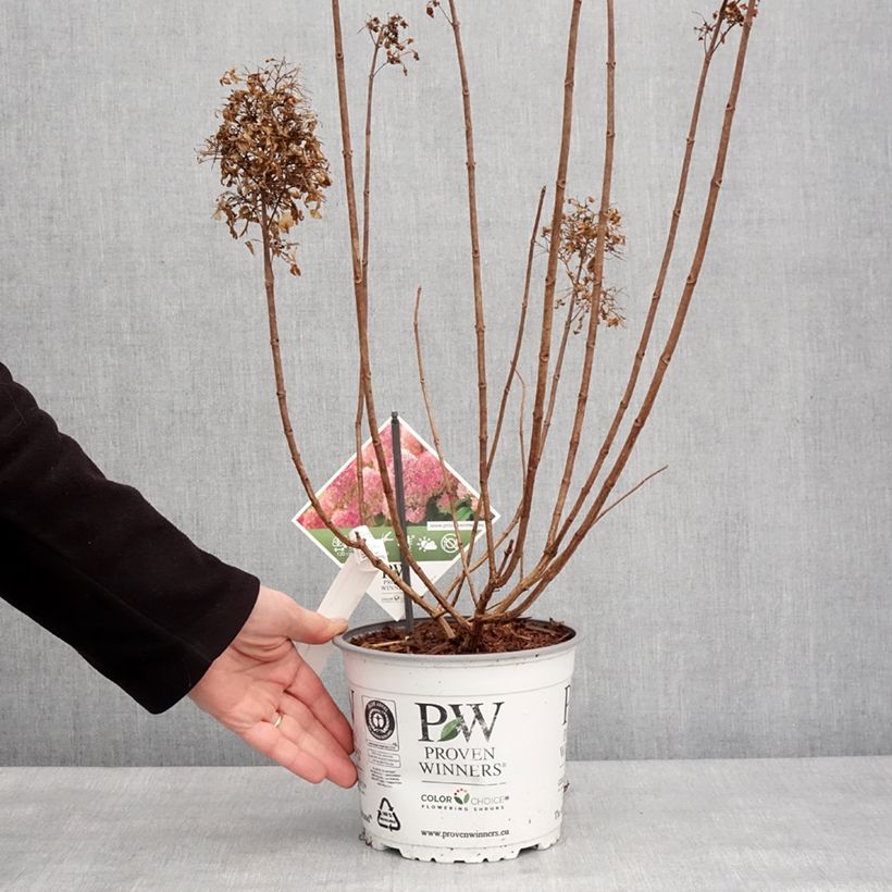 Exemplaar van Hydrangea paniculata Limelight Prime - Pluimhortensia Pot van 3 l/4 l zoals geleverd in de winter