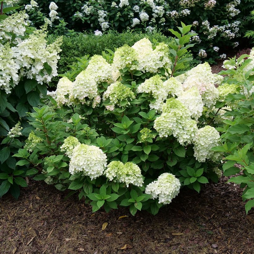 Hydrangea paniculata Little Lime® Punch - Dwergpluimhortensia (Groeiplaats)