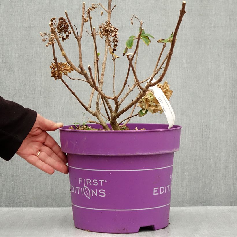 Exemplaar van Hydrangea paniculata Little Hottie First Editions - Dwergpluimhortensia Pot van 7,5 l/10 l zoals geleverd in de herfst