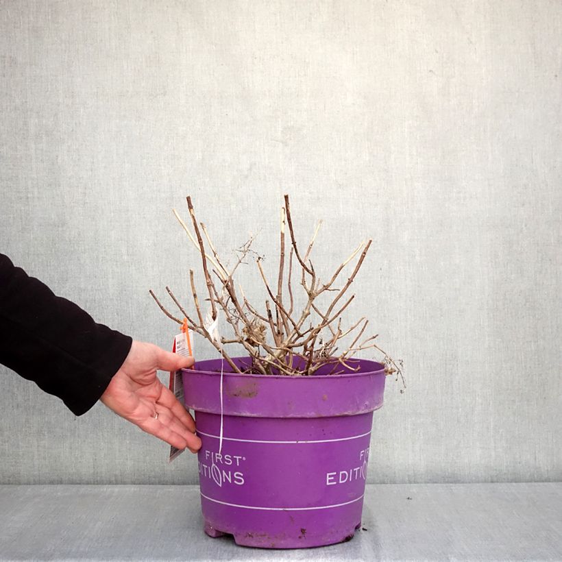 Exemplaar van Hydrangea paniculata Little Hottie First Editions - Dwergpluimhortensia Pot van 7,5 l/10 l zoals geleverd in de winter