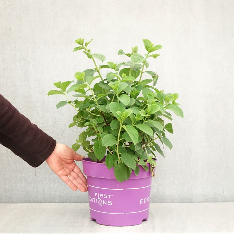 Exemplaar van Hydrangea paniculata Little Hottie First Editions - Dwergpluimhortensia Pot van 7,5 l/10 l zoals geleverd in de lente