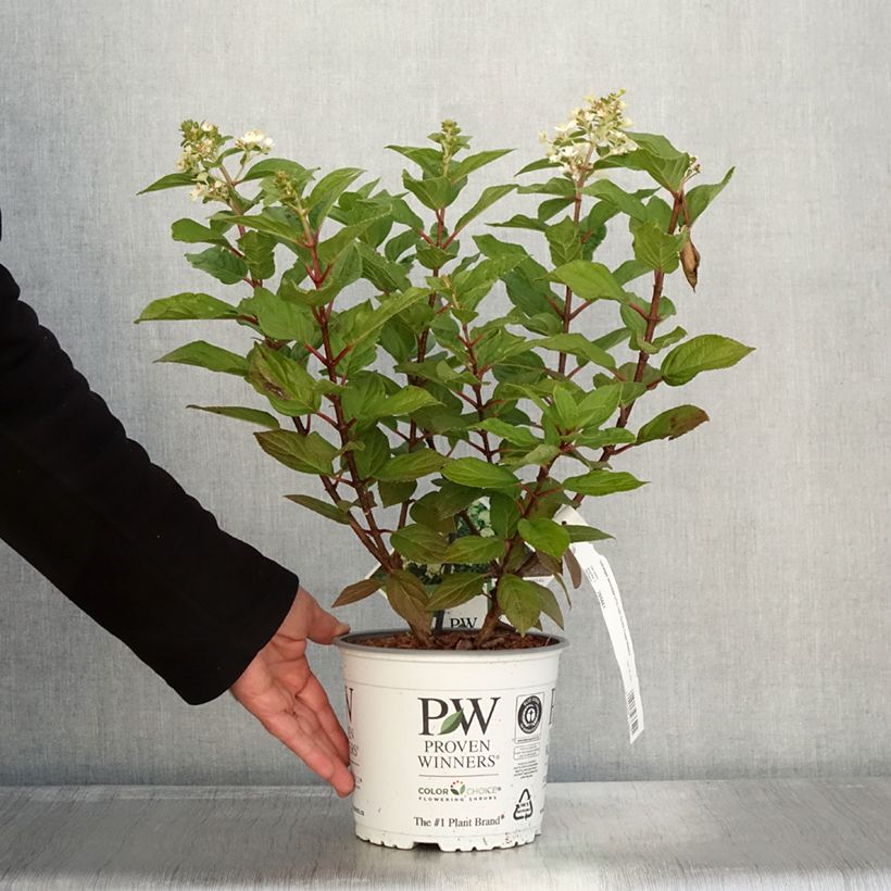 Exemplaar van Hydrangea paniculata Little Lime Punch - Hortensia paniculé Pot de 3L/4L zoals geleverd in de herfst