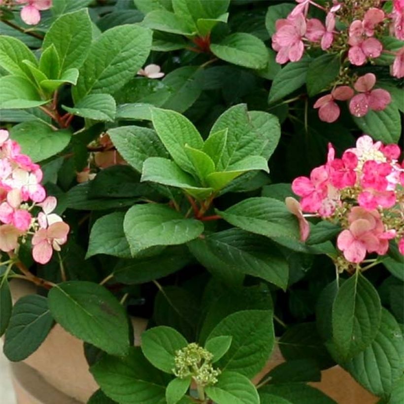 Hydrangea paniculata Little Quick Fire - Dwergpluimhortensia (Blad)