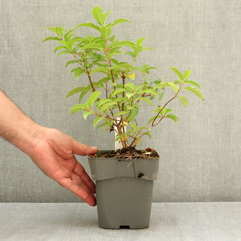 Exemplaar van Hydrangea paniculata Living Pink & Rose - Pluimhortensia Pot van 2 l/3 l zoals geleverd in de zomer