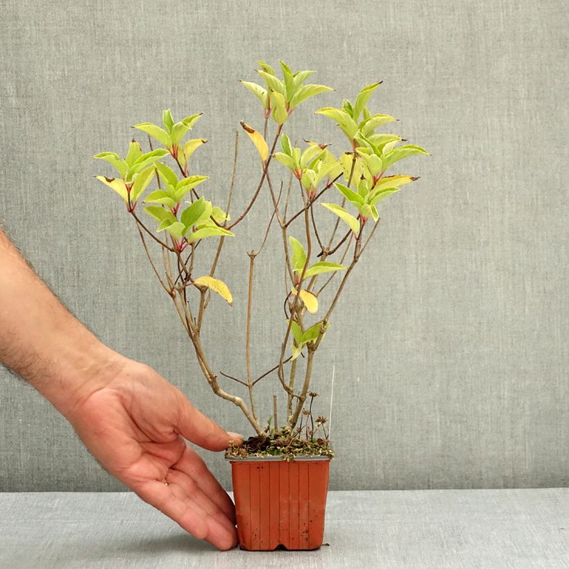Exemplaar van Hydrangea paniculata Magical Fire - Pluimhortensia Kweekpotje van 8/9 cm zoals geleverd in de zomer