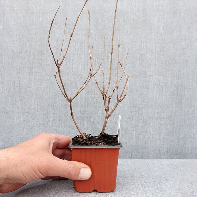 Exemplaar van Hydrangea paniculata Magical Fire - Pluimhortensia Kweekpotje van 8/9 cm zoals geleverd in de lente