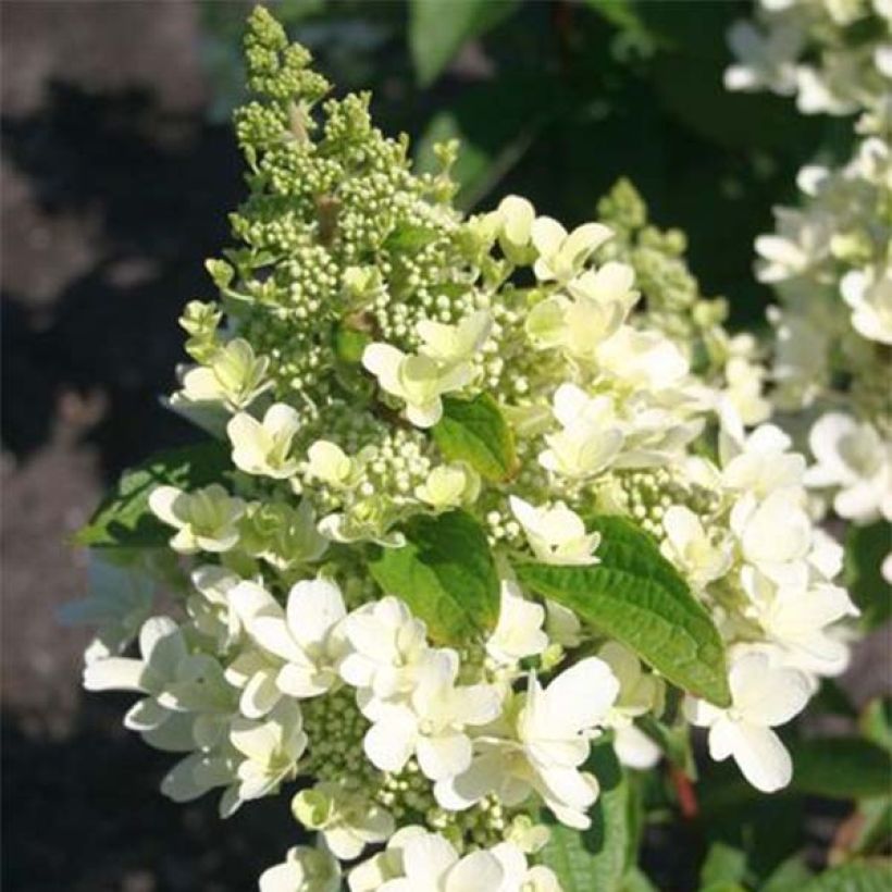 Hydrangea paniculata Magical Vesuvio Kolmaves - Pluimhortensia (Bloei)