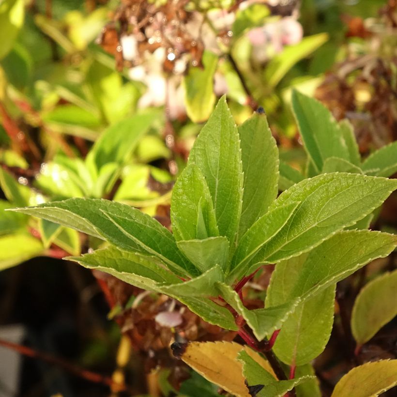 Hydrangea paniculata Mojito - Pluimhortensia (Blad)