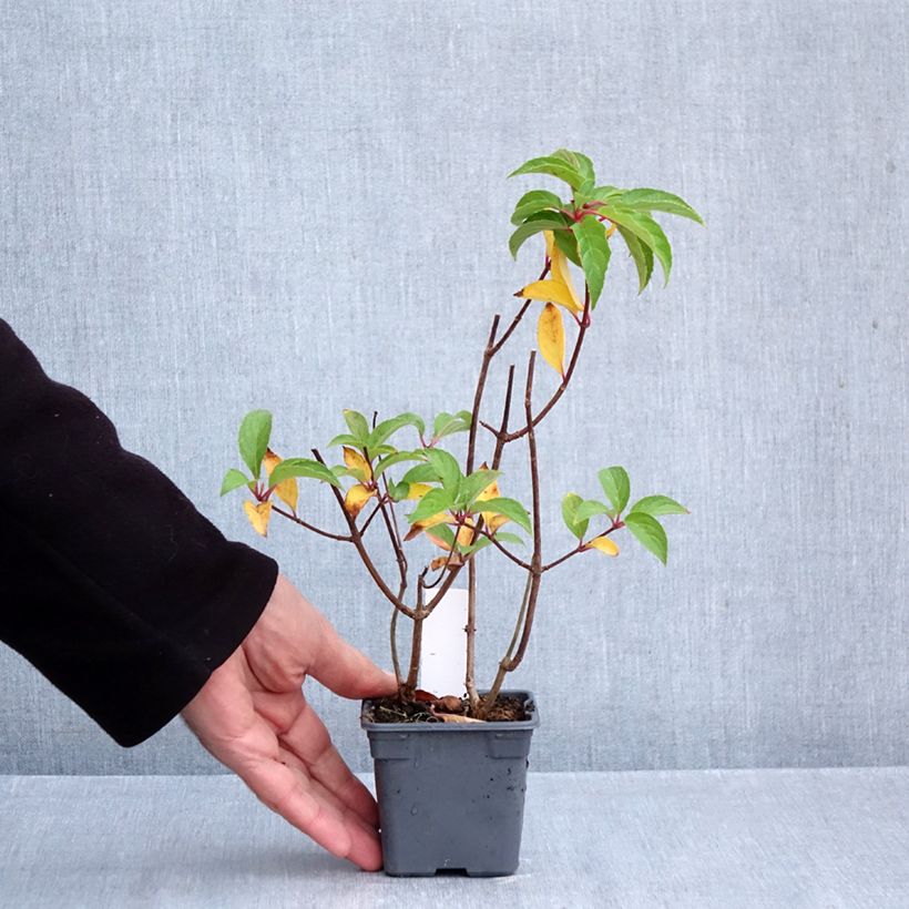 Exemplaar van Hydrangea paniculata Mojito - Pluimhortensia Kweekpotje van 8/9 cm zoals geleverd in de herfst