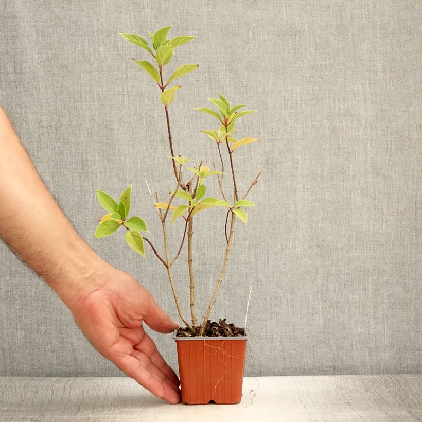 Exemplaar van Hydrangea paniculata Mojito - Pluimhortensia Kweekpotje van 8/9 cm zoals geleverd in de zomer