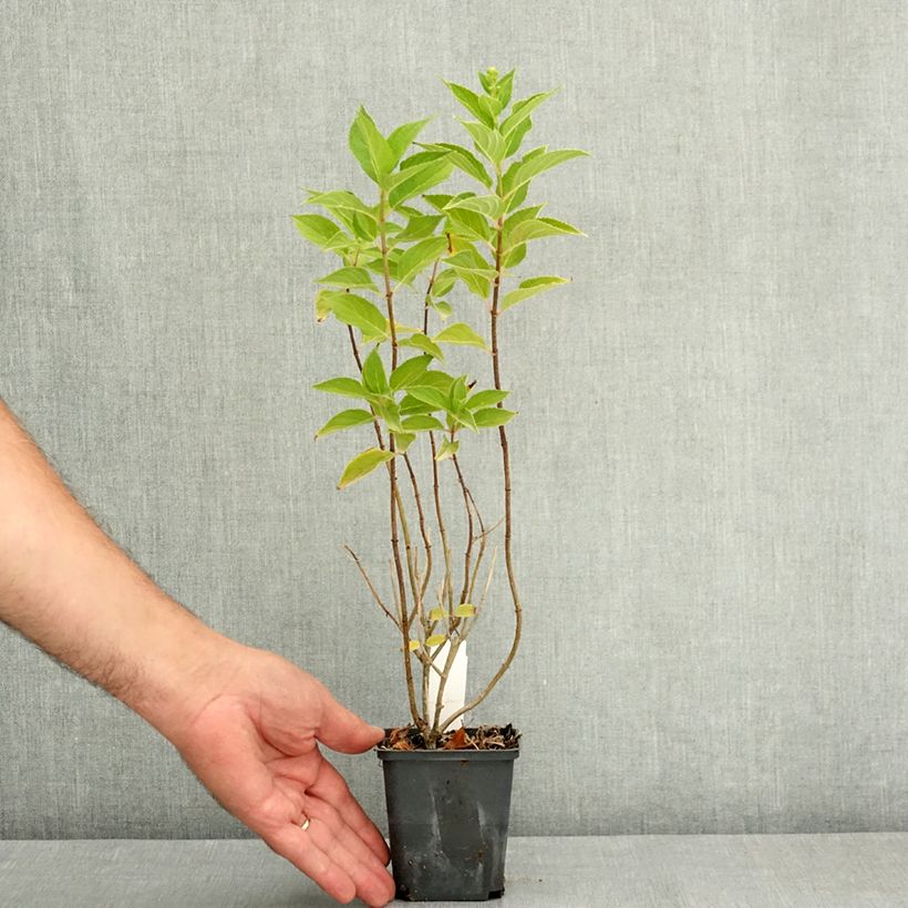 Exemplaar van Hydrangea paniculata Pixio - dwergpluimhortensia Pot van 12 cm / 13 cm zoals geleverd in de zomer