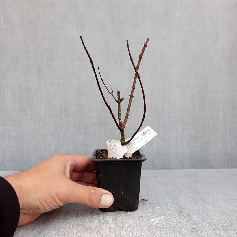 Exemplaar van Hydrangea paniculata Polar Bear - Pluimhortensia Kweekpotje van 8/9 cm zoals geleverd in de herfst