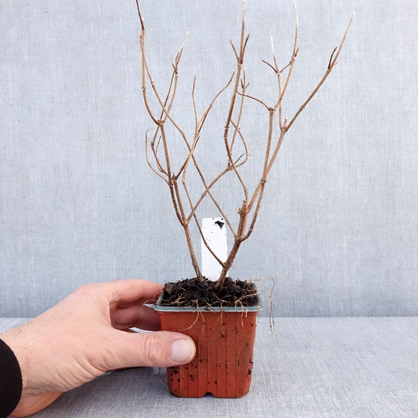 Exemplaar van Hydrangea paniculata Polar Bear - Hortensia paniculé Godet de 8/9 cm zoals geleverd in de winter