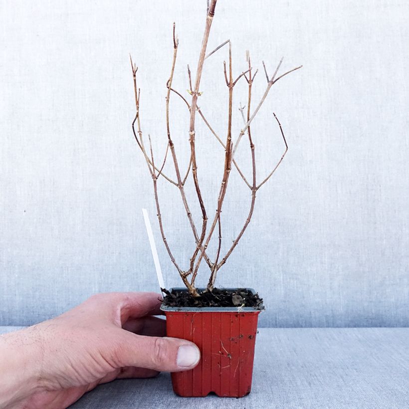 Example of Hydrangea paniculata Polar Bear - Pluimhortensia Kweekpotje van 8/9 cm as you get in printemps