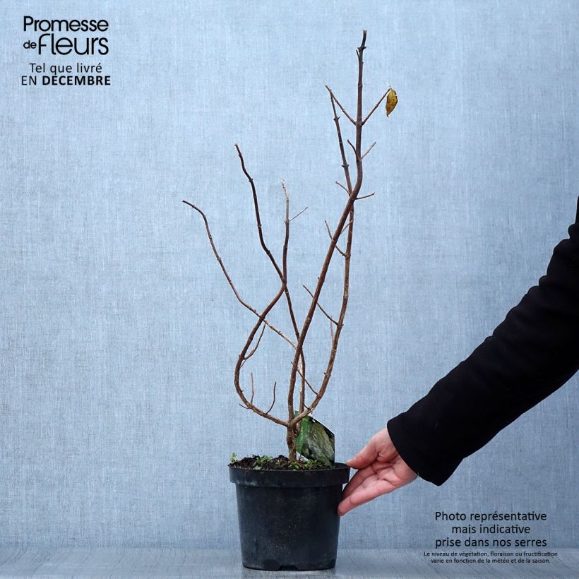 Exemplaar van Hydrangea paniculata Polar Bear - Pluimhortensia Pot van 2 l/3 l zoals geleverd in de herfst