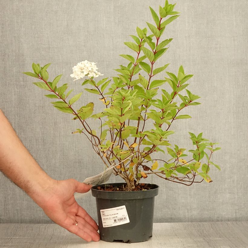 Exemplaar van Hydrangea paniculata Polar Bear - Pluimhortensia Pot van 2 l/3 l zoals geleverd in de zomer