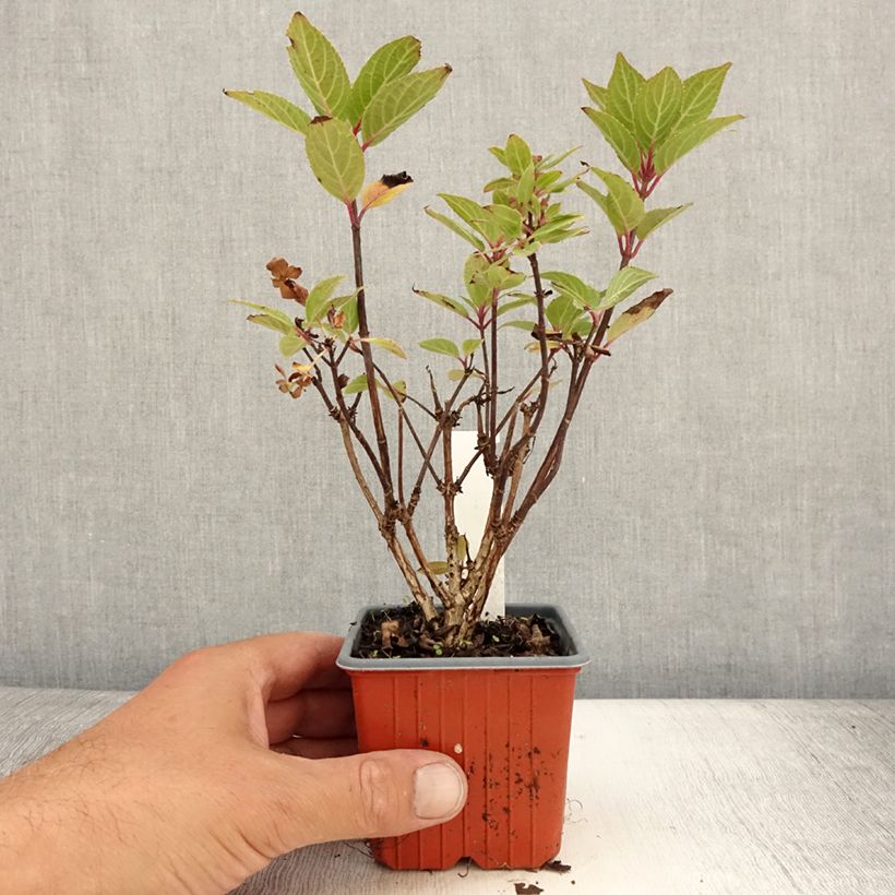 Exemplaar van Hydrangea paniculata Switch Ophelia - Pluimhortensia Kweekpotje van 8/9 cm zoals geleverd in de zomer
