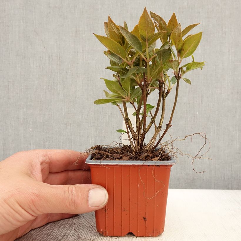 Example of Hydrangea paniculata Switch Ophelia - Pluimhortensia Kweekpotje van 8/9 cm as you get in printemps