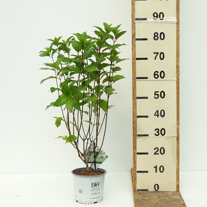 Exemplaar van Hydrangea paniculata Quick Fire Fab - Pluimhortensia Pot van 3 l/4 l zoals geleverd in de zomer