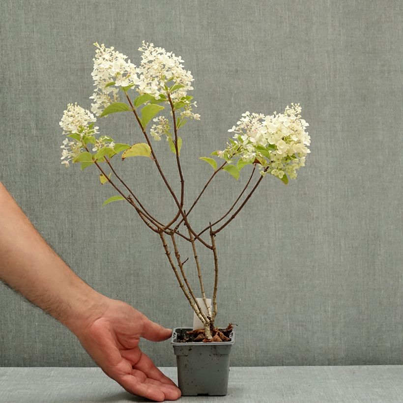 Exemplaar van Hydrangea paniculata Silver Dollar - Pluimhortensia Kweekpotje van 8/9 cm zoals geleverd in de zomer