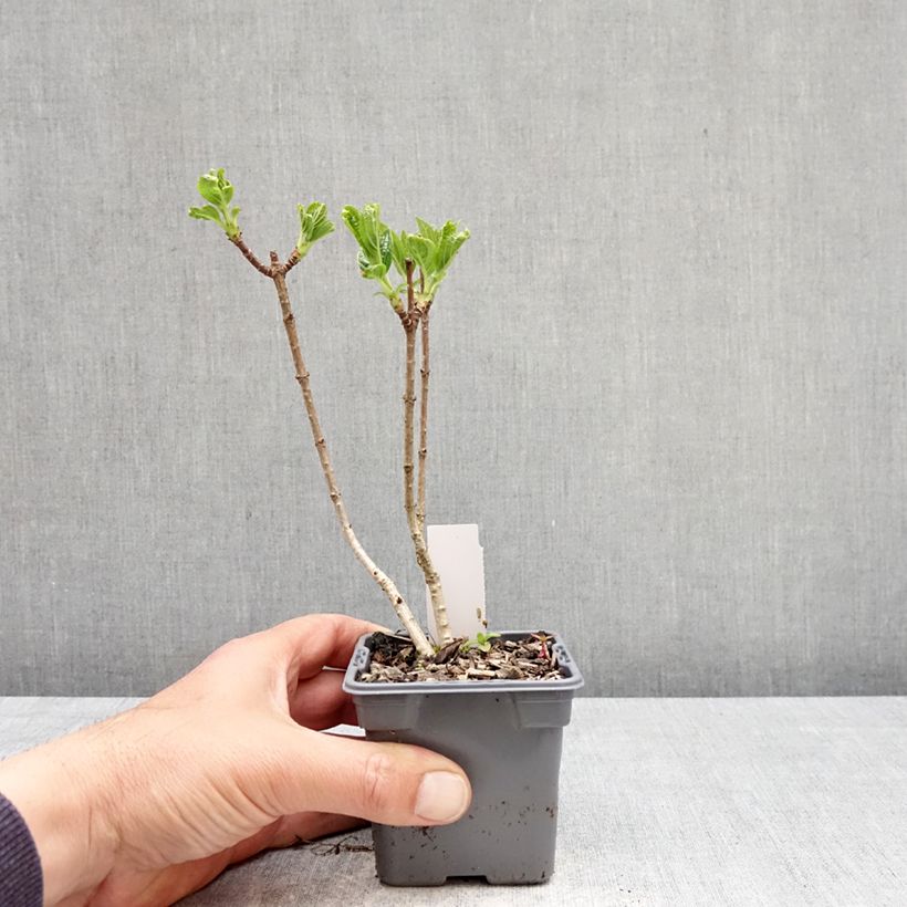 Exemplaar van Hydrangea paniculata Silver Dollar - Pluimhortensia Kweekpotje van 8/9 cm zoals geleverd in de lente