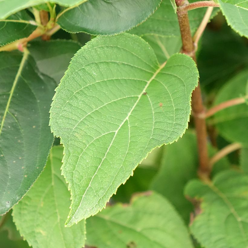 Hydrangea paniculata Silver Dollar - Pluimhortensia (Blad)