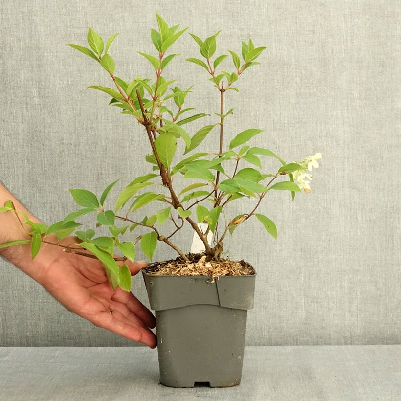 Exemplaar van Hydrangea paniculata Skyfall - Pluimhortensia Pot van 2 l/3 l zoals geleverd in de zomer