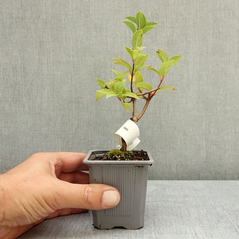 Exemplaar van Hydrangea paniculata Sundae Fraise - Pluimhortensia Kweekpotje van 8/9 cm zoals geleverd in de zomer